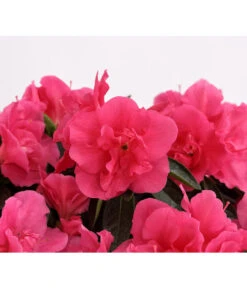 Zimmerazalee - Rhododendron Simsii 'Remembrance' -Garten im Freien 8205999 PR DE 001 AzaleeDehnerExpressHerzig