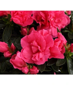 Zimmerazalee - Rhododendron Simsii 'Remembrance' -Garten im Freien 8205999 PR DE 001 AzaleenRemembranceLilaT12DehnerExpressHerzig