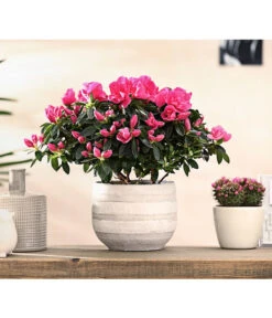 Zimmerazalee - Rhododendron Simsii 'Remembrance' -Garten im Freien 8205999 PR MO 001 AzaleenRemembranceLilaT12DehnerExpressHerzig