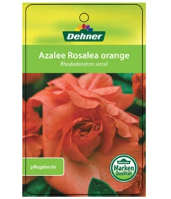 Zimmerazalee - Rhododendron Simsii 'Rosalea' -Garten im Freien 8206021 AzaleeRosaleaOrangeEtikett1