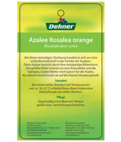 Zimmerazalee - Rhododendron Simsii 'Rosalea' -Garten im Freien 8206021 AzaleeRosaleaOrangeEtikett2