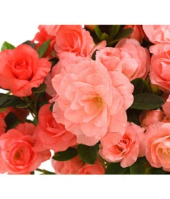 Zimmerazalee - Rhododendron Simsii 'Rosalea' -Garten im Freien 8206021 PR DE 001 Azalea RosaleaApricotDehnerExpressHerzig