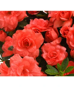 Zimmerazalee - Rhododendron Simsii 'Rosalea' -Garten im Freien 8206021 PR DE 001 AzaleeAzaleaRosaleaOrangeDehnerExpressHerzig