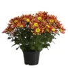 Chrysantheme 'Splash Energy' -Garten im Freien 8214090 WE FS 001 ChrysanthemumIndicumChrysanthemeTwinGelbOrangeT14