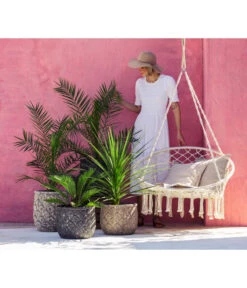 XXL Kanarische Dattelpalme, Ca. 140-160 Cm 9 XXL Kanarische Dattelpalme, Ca. 140-160 Cm -Garten im Freien 8216277 WE MO 001 DracaenaIndivisiaT20