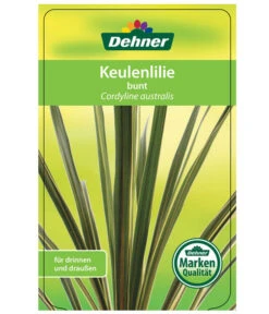 Keulenlilie - Cordyline Australis Variegata -Garten im Freien 8216368 CorylineBuntEtikett1
