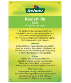 Keulenlilie - Cordyline Australis Variegata -Garten im Freien 8216368 CorylineBuntEtikett2