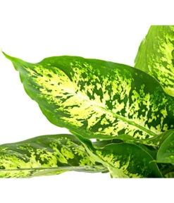 Dieffenbachie - Dieffenbachia Seguine Compacta -Garten im Freien 8219966 PR DE 002 DieffenbachiaCompactaT17DehnerHerzig