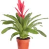 Vriesea - Bromelia Cultivars 'Intenso Pink'