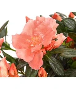 Zimmerazalee - Rhododendron Simsii 'Toshi London' -Garten im Freien 8230708 WE DE 001 AzaleeAzaleaToshiLondonT14