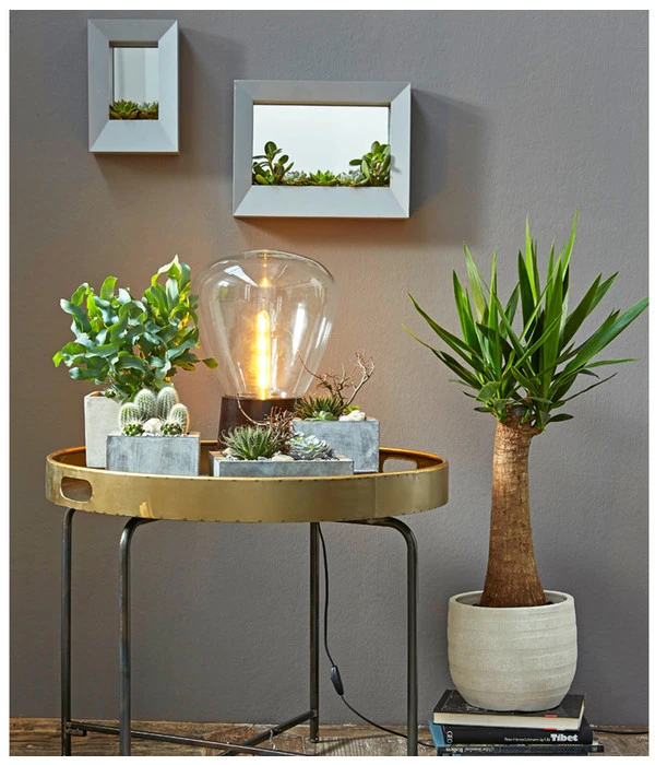 Goldtüpfelfarn - Phlebodium Aureum 'Blue Star' 5 Goldtüpfelfarn - Phlebodium Aureum 'Blue Star' – Bild 3