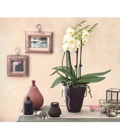 Schmetterlingsorchidee - Phalaenopsis Cultivars 'Multiflora' -Garten im Freien 8236242 PR MO 001 Phalaenopsis5 6TrieberDehnerExpressHerzig