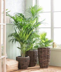 Dehner Holz-Korb Akira, Rund, Braun -Garten im Freien 8240764 WE MO 001 Howea