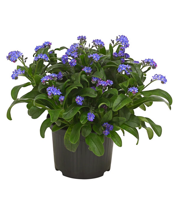 Vergissmeinnicht 3 Vergissmeinnicht