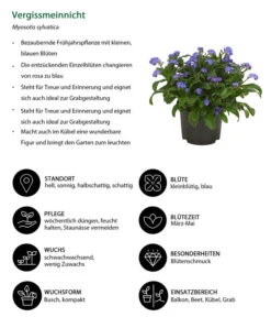 Vergissmeinnicht 12 Vergissmeinnicht -Garten im Freien 8244501 WE IG 001 Vergissmeinnicht