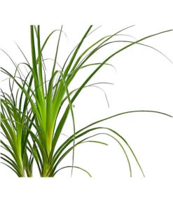 Elefantenfuß - Beaucarnea Recurvata -Garten im Freien 8247876 PR DE 001 BeaucarneaRecurvata3TrieberDehnerExpressHerzig