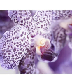 Vanda-Orchidee - Vanda Cultivars -Garten im Freien 8251589 PR DE 001 VandaGrossbluetigImKorbDehnerExpressZS