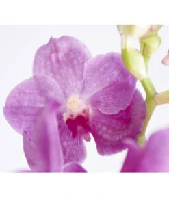 Vanda-Orchidee - Vanda Cultivars -Garten im Freien 8251589 PR DE 002 VandaGrossbluetigImKorbDehnerExpressZS