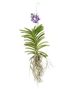 Vanda-Orchidee - Vanda Cultivars