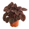 Peperomie - Peperomia Caperata 'Red' 1 Peperomie - Peperomia Caperata 'Red' -Garten im Freien 8252280 PR FS 001 ZwergpfefferPeperomiaCaperataLilianRedT12DehnerExpressHerzig
