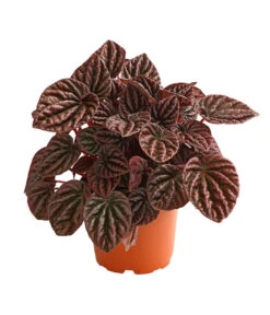 Peperomie - Peperomia Caperata 'Red'