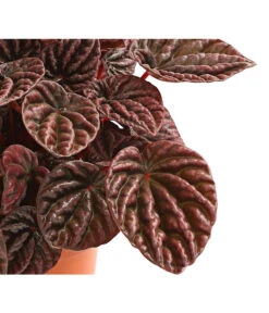 Peperomie - Peperomia Caperata 'Red' 7 Peperomie - Peperomia Caperata 'Red' -Garten im Freien 8252280 WE DE 001 ZwergpfefferPeperomiaCaperataLilianRedT12DehnerExpressHerzig