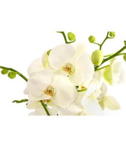 Schmetterlingsorchidee - Phalaenopsis Cultivars, Großblütig 5 Schmetterlingsorchidee - Phalaenopsis Cultivars, Großblütig -Garten im Freien 8252504 PR DE 001 SchmetterlingsorchideeGrossbluetig3bis4TrieberPhalaenopsisCultivarsTopf15cmDehnerExpressHerzig