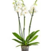 Schmetterlingsorchidee - Phalaenopsis Cultivars, Großblütig -Garten im Freien 8252504 PR FS 001 SchmetterlingsorchideeGrossbluetig3bis4TrieberPhalaenopsisCultivarsTopf15cmDehnerExpressHerzig