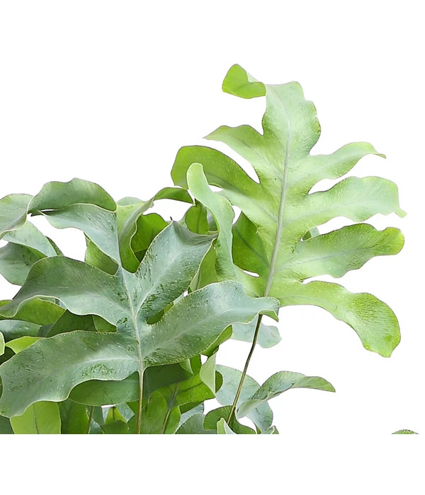 Goldtüpfelfarn - Phlebodium Aureum 'Blue Star' 4 Goldtüpfelfarn - Phlebodium Aureum 'Blue Star' – Bild 2