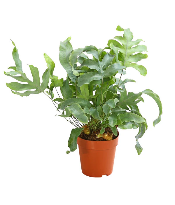 Goldtüpfelfarn - Phlebodium Aureum 'Blue Star' 3 Goldtüpfelfarn - Phlebodium Aureum 'Blue Star'