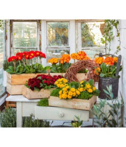 Stängelprimel, Verschiedene Farben -Garten im Freien 8261364 8816498 WE MO 001 StaengelprimelRosenprimel