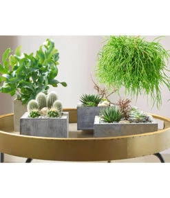 Goldtüpfelfarn - Phlebodium Aureum 'Blue Star' 9 Goldtüpfelfarn - Phlebodium Aureum 'Blue Star' -Garten im Freien 8263832 PR MO 002 SukkulentenBild2 8253551 8263832 3266335 2149649