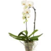 Schmetterlingsorchidee - Phalaenopsis Cultivaris 'Cascade' -Garten im Freien 8264194 WE FS 001 PhalaenopsisSchmetterlingsorchideeCascade1TrWeiss