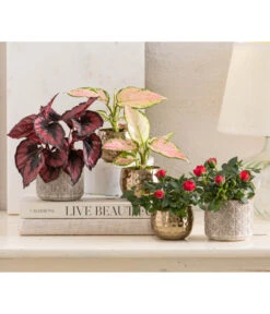 Dehner Metall-Übertopf Kody, Bauchig, Gold 10 Dehner Metall-Übertopf Kody, Bauchig, Gold -Garten im Freien 8265357 WE MO 001 RosenMixT6Valentin