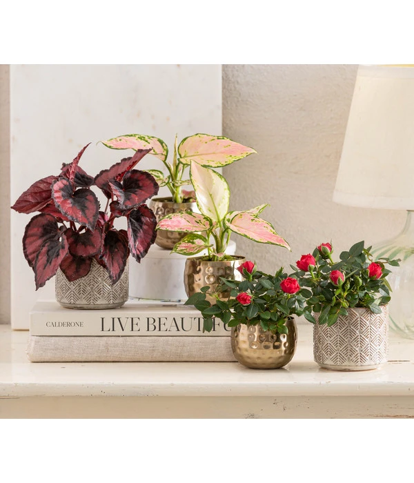 Dehner Metall-Übertopf Kody, Bauchig, Gold 5 Dehner Metall-Übertopf Kody, Bauchig, Gold – Bild 3