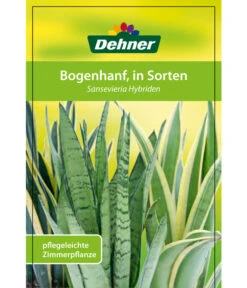 Bogenhanf - Sansevieria Cylindrica 'Mikado' -Garten im Freien 82686741 8268591 8268807 8296782 8268799 8241077 Bogenhanf 1