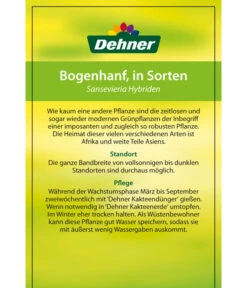 Bogenhanf - Sansevieria Cylindrica 'Mikado' -Garten im Freien 82686741 8268591 8268807 8296782 8268799 8241077 Bogenhanf 2