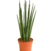 Bogenhanf - Sansevieria Cylindrica 'Mikado' -Garten im Freien 8268799 WE FS 001 BogenhanfSansevierieSansevieriaMikadoT12DehnerExpressHerzig