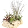 Tillandsien-Arrangement Auf Sansibar Rock - Tillandsia Hybride, 5-teilig 2 Tillandsien-Arrangement Auf Sansibar Rock - Tillandsia Hybride, 5-teilig -Garten im Freien 8270316 WE FS 001 TIllandsienAufSansibarRockXXL5PflanzenDehnerExpressHerzig
