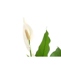 Einblatt - Spathiphyllum Wallisii 'Sebastian' -Garten im Freien 8276057 PR DE 001 EinblattSpathiphyllumWallisiiT24DehnerExpressHerzig