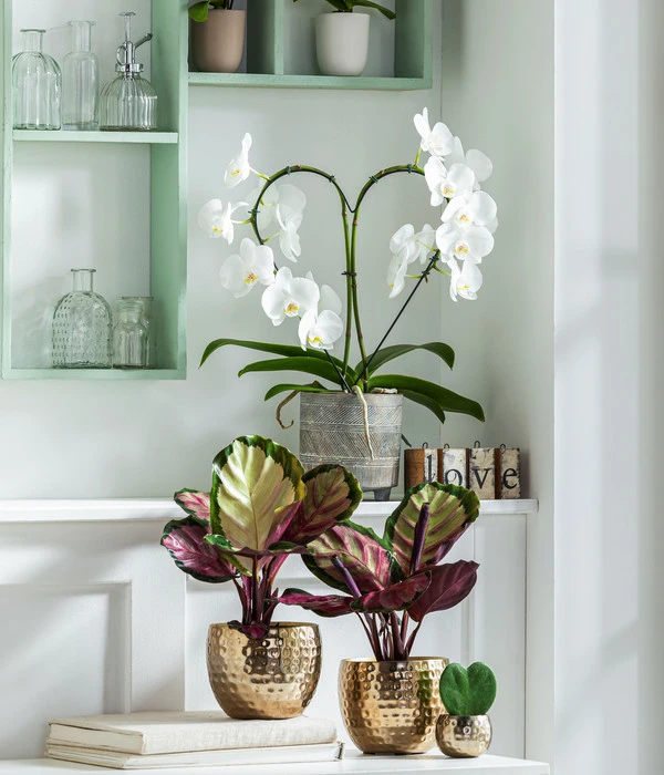 Dehner Metall-Übertopf Kody, Bauchig, Gold 6 Dehner Metall-Übertopf Kody, Bauchig, Gold – Bild 4