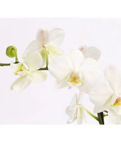 Schmetterlingsorchidee - Phalaenopsis Cultivars 'Multiflora' -Garten im Freien 8284135 PR DE 001 SchmetterlingsorchideePhalaenopsisMultiflora3TrieberWeiss 1