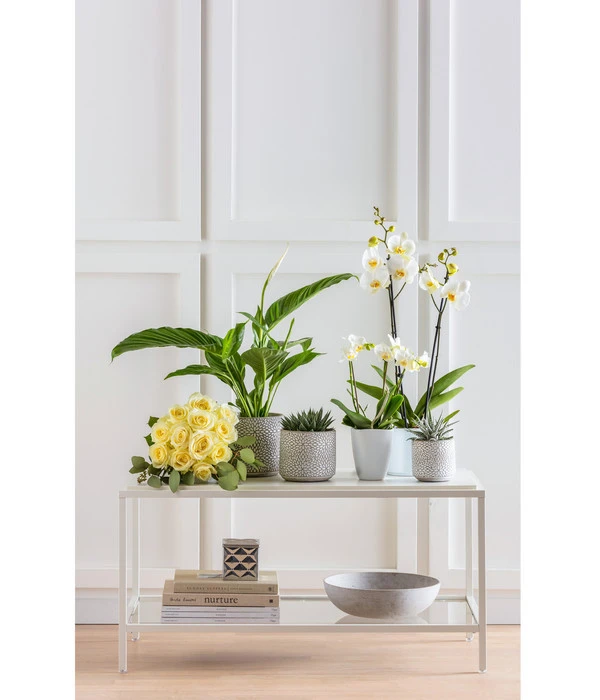 Schmetterlingsorchidee - Phalaenopsis 'Little Kolibri' – Bild 3