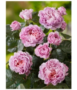 Nostalgie®-Edelrose 'Eisvogel®', Stämmchen 9 Nostalgie®-Edelrose 'Eisvogel®', Stämmchen -Garten im Freien 8294977 PR DE 001 NostalgieEdelroseEisvogelRosenTantau