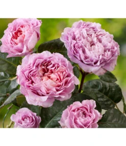 Nostalgie®-Edelrose 'Eisvogel®', Stämmchen 7 Nostalgie®-Edelrose 'Eisvogel®', Stämmchen -Garten im Freien 8294977 PR DE 011 NostalgieEdelroseEisvogelTantau