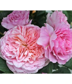 Nostalgie®-Edelrose 'Eisvogel®', Stämmchen 8 Nostalgie®-Edelrose 'Eisvogel®', Stämmchen -Garten im Freien 8294977 PR DE 012 NostalgieEdelroseEisvogelTantau