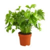 Baumfreund - Philodendron 'Little Hope' -Garten im Freien 8295529 PR FS 001 BaumfreundPhilodendronLittleHopeT21DehnerExpressHerzig