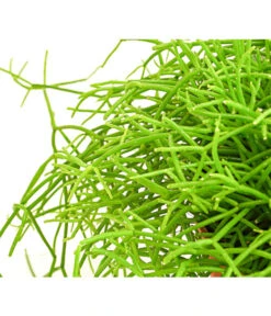 Binsenkaktus - Rhipsalis Cultivars, Verschiedene Sorten -Garten im Freien 8297434 PR DE 001 RhipsalisCassuthaDehnerExpressHerzig