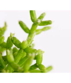 Binsenkaktus - Rhipsalis Cultivars, Verschiedene Sorten -Garten im Freien 8297434 PR DE 002 RhipsalisTeresMixBinsenkaktusT12DehnerExpressZS