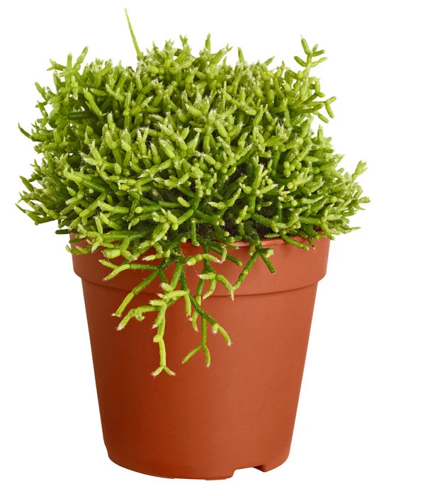 Binsenkaktus - Rhipsalis Cultivars, Verschiedene Sorten